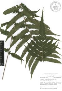 Thelypteris dentata image